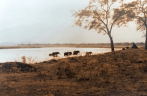 Mana Pools